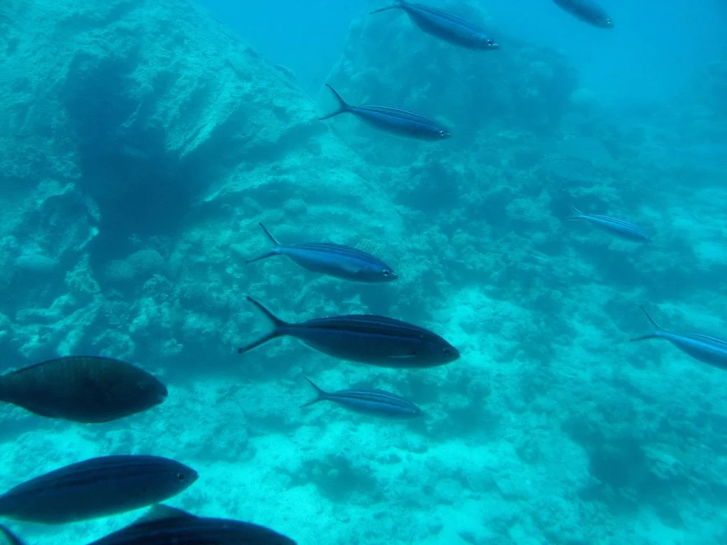 Snorkelling